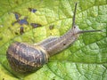 Snail Royalty Free Stock Photo