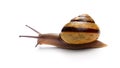 Snail Royalty Free Stock Photo