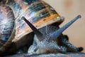 Snail Royalty Free Stock Photo