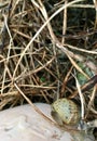 Snail in abandoned