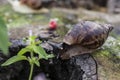 Snail Achatin. Snails and raspberries. Snails on the tree. Snail food in the restaurant. Royalty Free Stock Photo