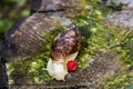 Snail Achatin. Snails and raspberries. Snails on the tree. Snail food in the restaurant. Royalty Free Stock Photo