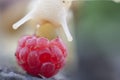 Snail Achatin. Snails and raspberries. Snails on the tree. Snail food in the restaurant. Royalty Free Stock Photo