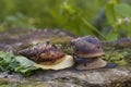 Snail Achatin. Snails and raspberries. Snails on the tree. Snail food in the restaurant. Royalty Free Stock Photo