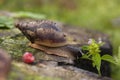 Snail Achatin. Snails and raspberries. Snails on the tree. Snail food in the restaurant. Royalty Free Stock Photo