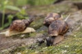 Snail Achatin. Snails and raspberries. Snails on the tree. Snail food in the restaurant. Royalty Free Stock Photo