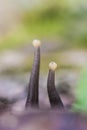 Snail Achatin. Snails and raspberries. Snails on the tree. Snail food in the restaurant. Royalty Free Stock Photo