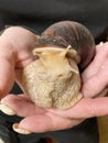 Snail Achatina giant close up