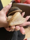 Snail Achatina giant close up