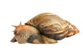 Snail Achatina giant isolated Royalty Free Stock Photo