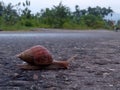 Snail across the street at the morning