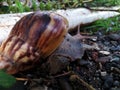brown snails clearly visible from behind