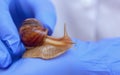 Snail ahaatin on the hand of a beautician close-up. Royalty Free Stock Photo