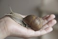 Snail ahaatin in hand Royalty Free Stock Photo