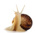 Snail ahatina on a white background Royalty Free Stock Photo