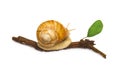 Snail animal on branch