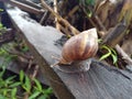 Snail animal insect siput rain