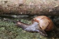 snail animal in moss, macro photography Royalty Free Stock Photo