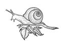 Snail animal sketch engraving vector