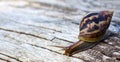 Snail animal on wood background