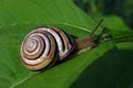 Snail and ant face to face at green leaf Royalty Free Stock Photo