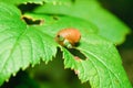 Snail Antara affected by parasite Leucochloridium paradoxical Royalty Free Stock Photo