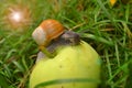 Snail on the apple Royalty Free Stock Photo