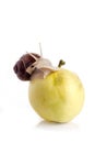 Snail on an apple Royalty Free Stock Photo