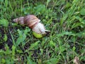 Snail on apple among green grass in summer Royalty Free Stock Photo