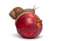 Snail on apple. Helix pomatia. Royalty Free Stock Photo