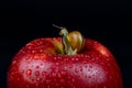 A snail on an apple Royalty Free Stock Photo