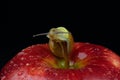 A snail on an apple Royalty Free Stock Photo