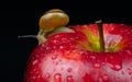 A snail on an apple Royalty Free Stock Photo