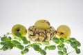 Snail on an apple, white background and green lettuce sprouts. Royalty Free Stock Photo