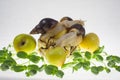 Snail on an apple, white background and green lettuce sprouts. Royalty Free Stock Photo