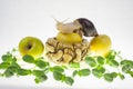 Snail on an apple, white background and green lettuce sprouts. Royalty Free Stock Photo