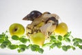 Snail on an apple, white background and green lettuce sprouts. Royalty Free Stock Photo