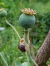 Snail approaching a poppy flower seedpod