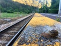 snail approaching the train tracks