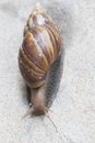 Snail as concrete background