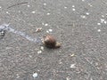 Snail asphalt track Royalty Free Stock Photo