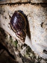 A SNAIL STUCK TO THE WALL Royalty Free Stock Photo
