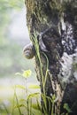 Snail attached to a tree in a garden