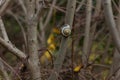 Snail attached for winter hibernation to a brunch of a tree. Royalty Free Stock Photo