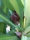 The snail attaches itself to the leaves of the Cordyline plant for shade