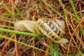 Snail b Royalty Free Stock Photo