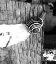 Snail B&W Royalty Free Stock Photo