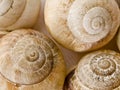 Snail background