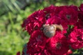 Snail on the background of a flower