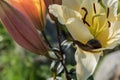 Snail on the background of a flower